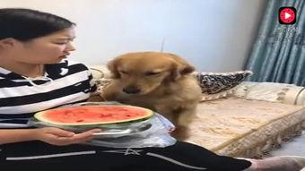 妞妞在吃瓜,揭秘娱乐圈幕后故事  第3张