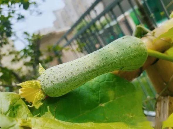 三千城吃瓜,揭秘网络热点的幕后故事  第3张