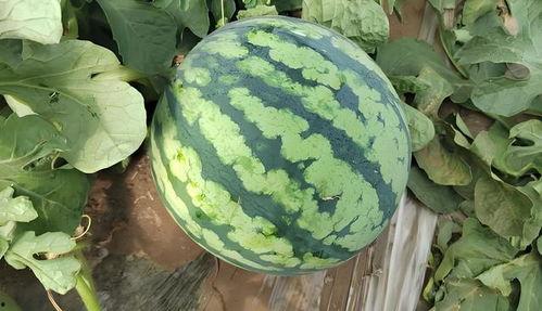 选瓜怎么吃,不同瓜类美味吃法全攻略  第2张