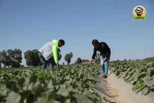 善意地吃瓜  第2张