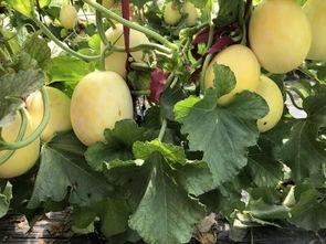 扶瓜怎么吃,解锁传统佳肴的独特风味  第2张