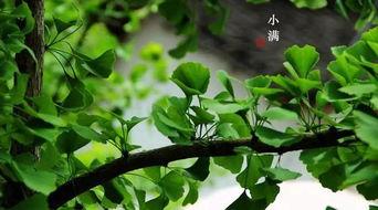 梦见节气吃瓜好吗,探寻梦境与自然的神秘联系