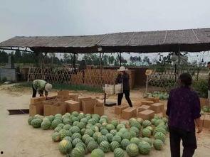 下沉广场打野吃瓜,揭秘街头文化新潮流