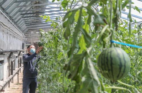 我在村东头吃瓜,夏日闲情话家常  第1张