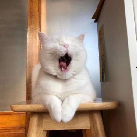 吃瓜头像小猫图文,小猫化身“吃瓜群众”的趣味瞬间