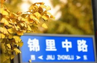 吃瓜成都银杏,吃瓜群众的休闲天堂