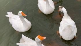 吃瓜鹅完整视频