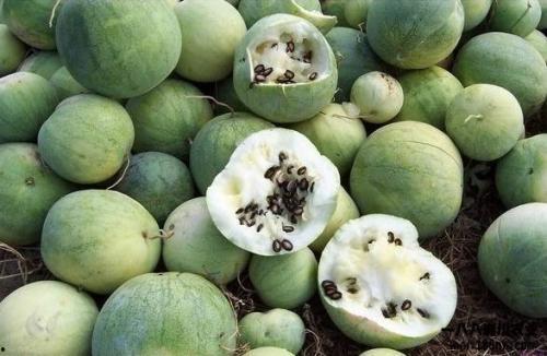 意大利华人吃瓜事件