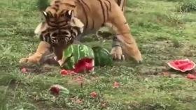 吃瓜的老虎作品